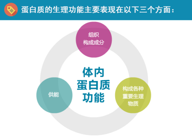 蛋白质—你需要吃得对,吃得够!