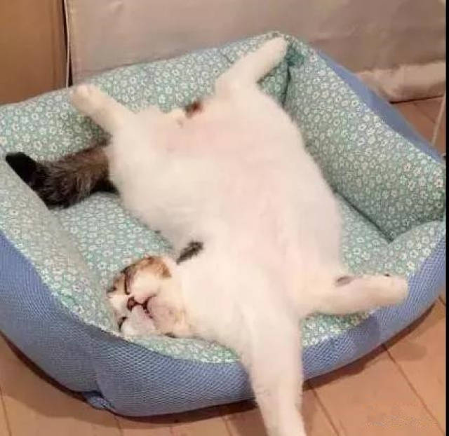 网友家的一只橘白猫,睡觉姿势也是很奇葩.