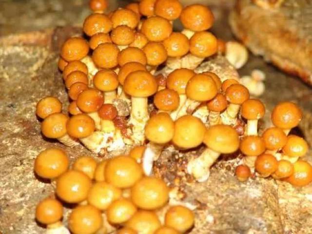 9,白灵菇主产区为:新疆哈密,河南清丰,北京房山等