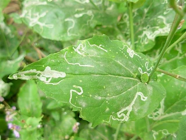 防治潜叶蝇有哪些好杀虫剂