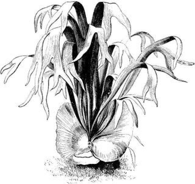 室内立体绿化好材料,鹿角蕨上墙活得超自在!