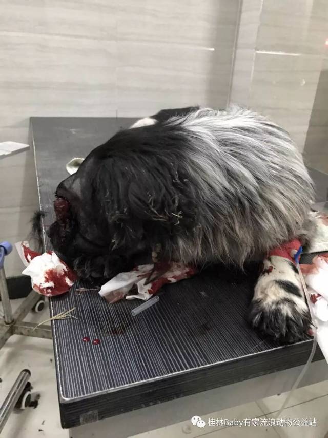 桂林突发虐狗事件,流浪狗被这家长打到眼球暴