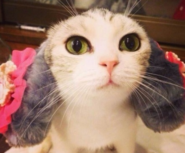 母猫绝育几天洗澡, 母猫绝育多久洗澡合适