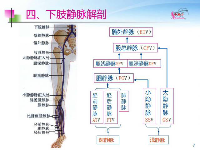 下肢动静脉解剖图谱图片