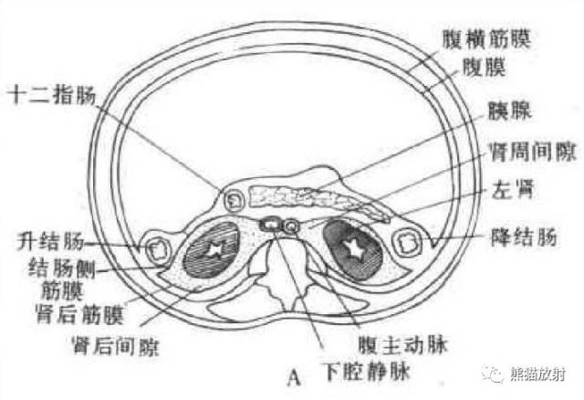 解剖丨腹膜后间隙(包懂包会!