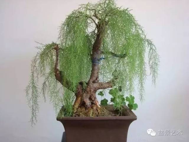 【柽柳盆景】制作培育方法_手机搜狐网