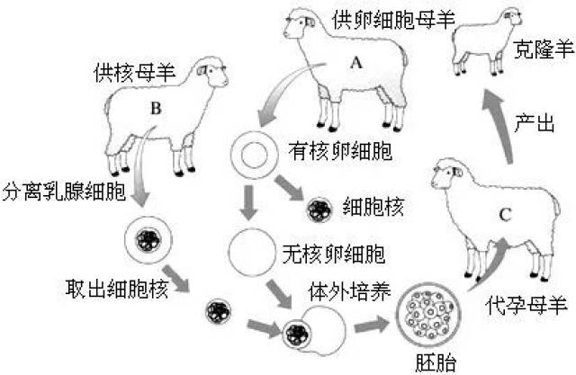 中国科学家取得重大突破,世界首例scnt克隆短尾猴诞生!