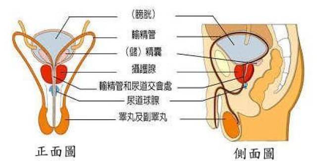 尿道口在哪里图片