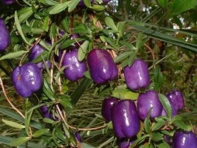 这些罕见的辣椒品种,看过3种以上就算见过世面!