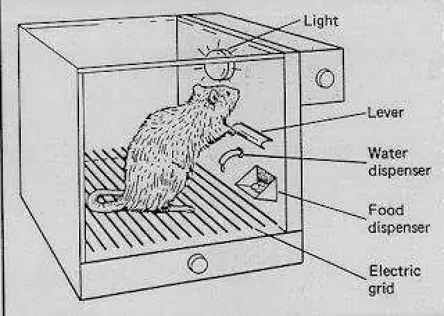 4 白鼠实验-斯金纳