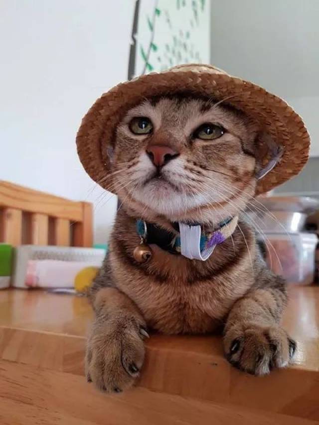 主人外出逛街时看到一顶小草帽,于是买回来给猫戴上后