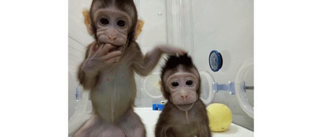 首例体细胞克隆猴"中中","华华"在中国诞生 十家快递春节不打烊将加价