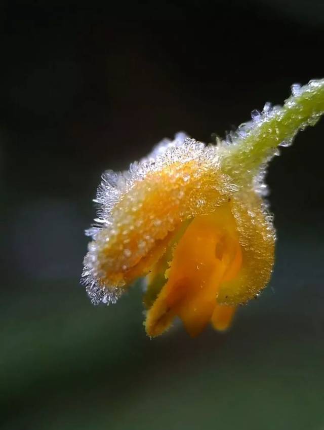 霜花是生命里最坚强的花朵,是花朵中最唯美的生命