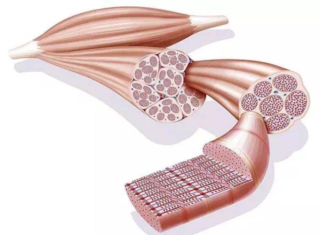 深入理解肌肉结构,原来我们练的是它!