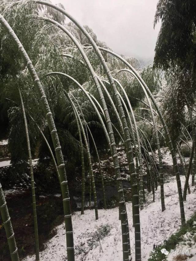 雪压竹子图片