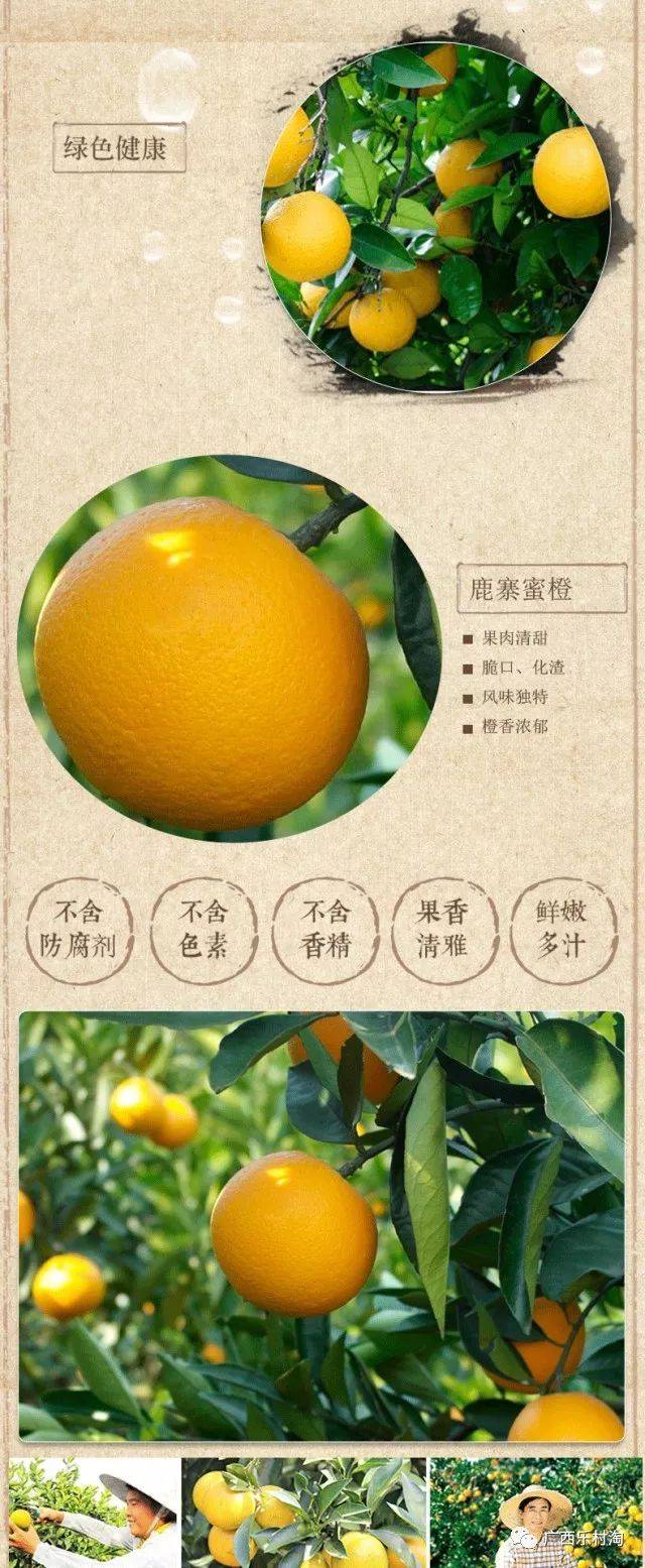 木瓜蜜丁柳橙图片