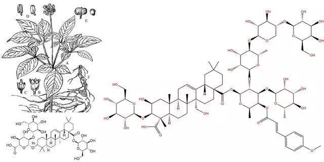 人参皂苷是一种固醇类化合物,三萜皂苷,是人参的主要成分之一,被视为