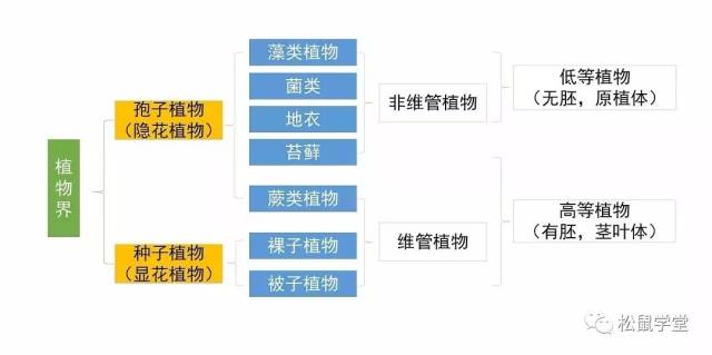 【植物科普 植物可以分几类—答朋友东亚的提问