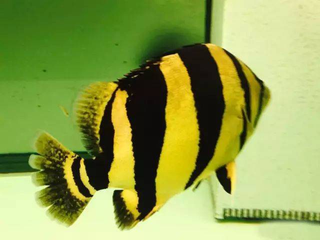 黄得这么有气质,确定不看吗?