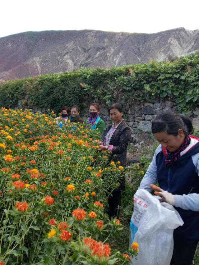 玉珍是昌都市芒康县纳西民族乡纳西村人,周边的人都尊称她为"葡萄酒