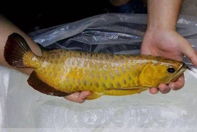 昨天在论坛上看到一个黄黄的虎鱼 end