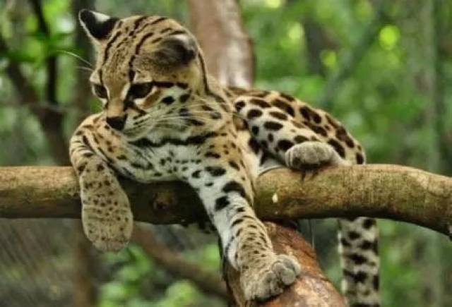 虎猫 和虎猫的外表很相近 并分布于同一地区 它的外表跟豹猫非常相似