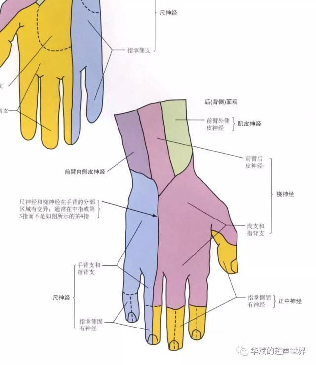 手部神经解剖图解图片