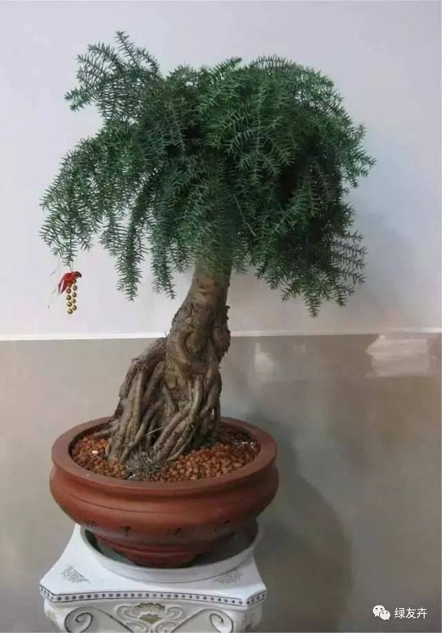 澳洲杉的养殖方法和注意事项必看的经验密招