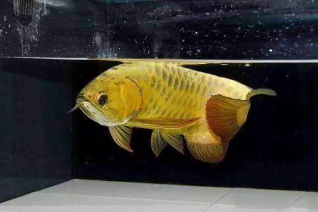 黄得这么有气质,确定不看吗?