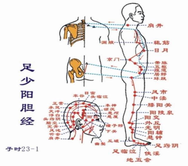 人体胆经的位置图片图片