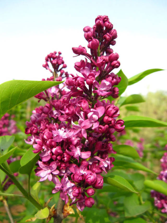 论欧洲丁香和普通丁香的差异