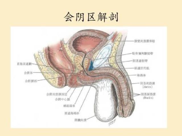 正常女性肛门口图片