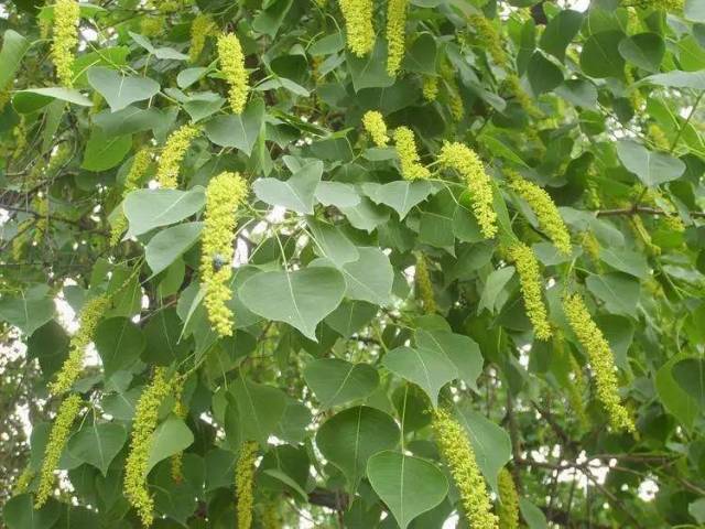 威远居然还有这种树,曾是农村主要经济来源,相信很多人没见过!