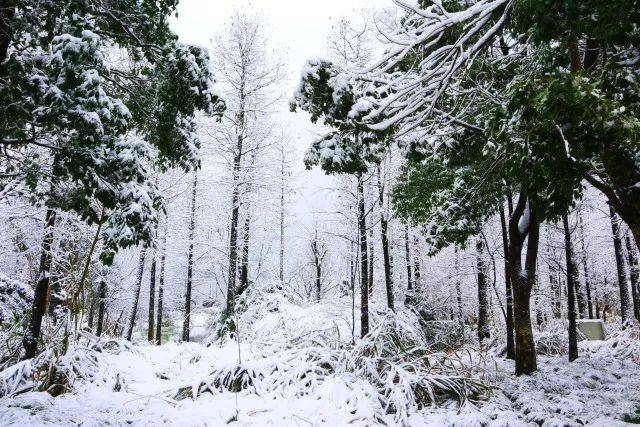 发朋友圈专用下雪天的绝美诗词收藏