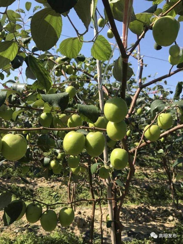 高明水灵灵的牛奶青枣开摘咯,甜得不得了!