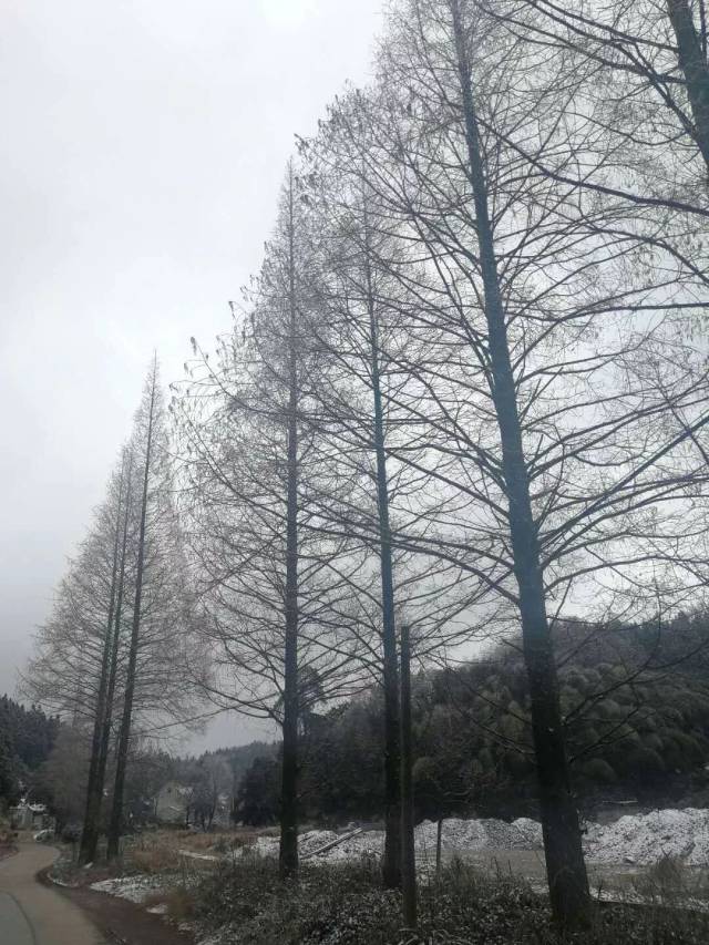 你們要的鄱陽雪景來了,蓮花山的蒼穹被裹成一片素白!