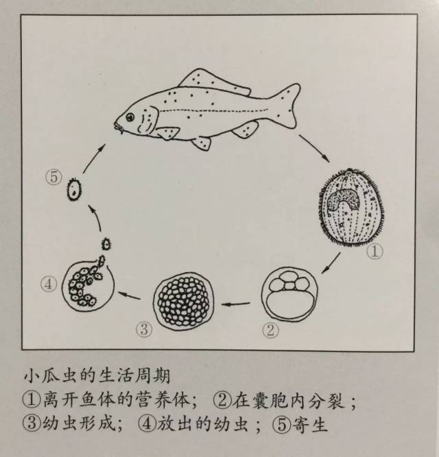 小瓜虫生活史图片