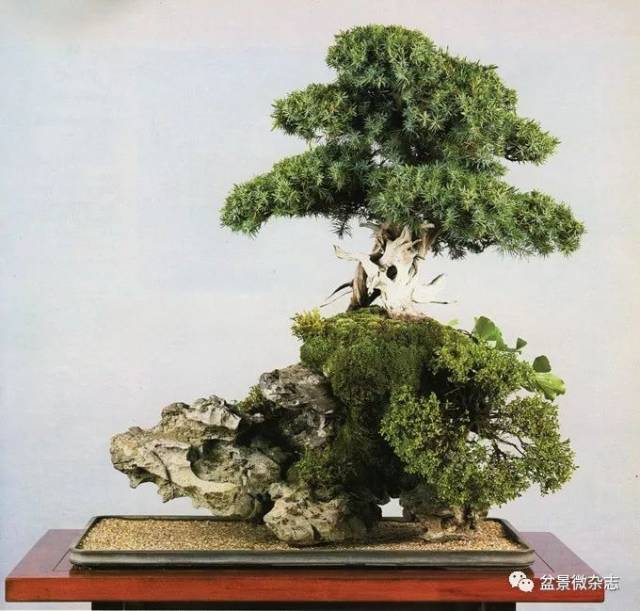 水石』盆石 盆栽 鑑賞石 自然石 小品盆栽 原石 安倍川石 鉄丸石