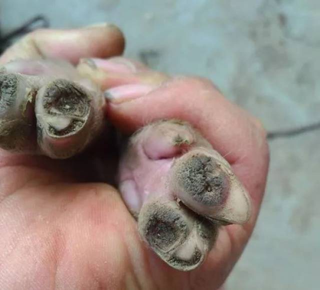 层的强度和硬度,如果缺乏蹄角质变软,极易磨损,最终会导致蹄壳龟裂,蹄