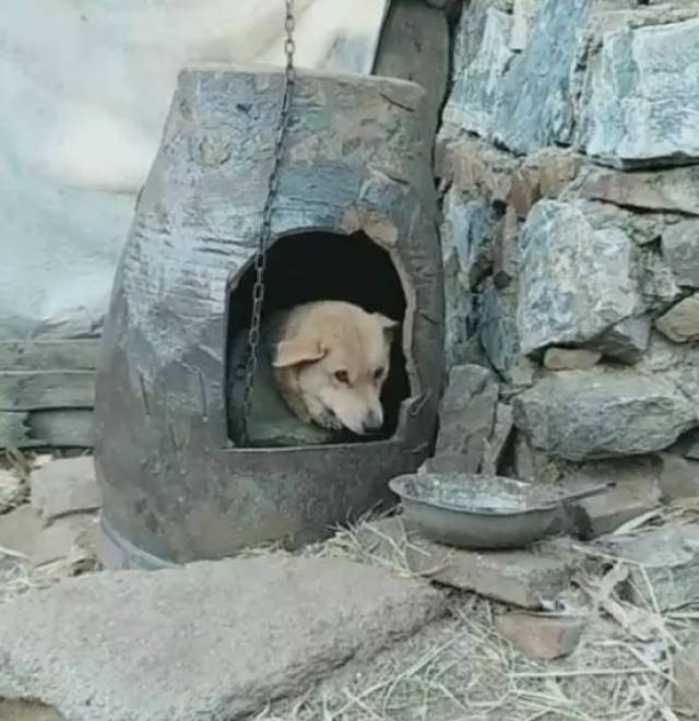 水缸碎了之后,主人拿来当狗窝,遮风挡雨效果杠杠滴!_手机搜狐网