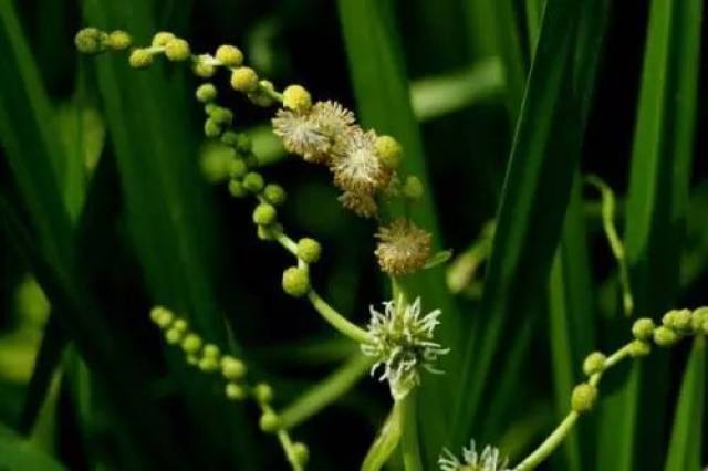 为黑三棱科植物黑三棱sparganium stoloni erum,buch. -ham.