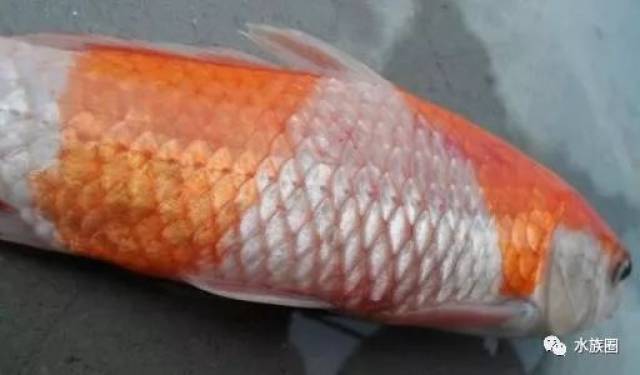 锦鲤立鳞病发病原因和预防的办法