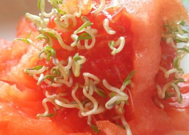 西红柿里长"豆芽",密集恐惧症请绕行!