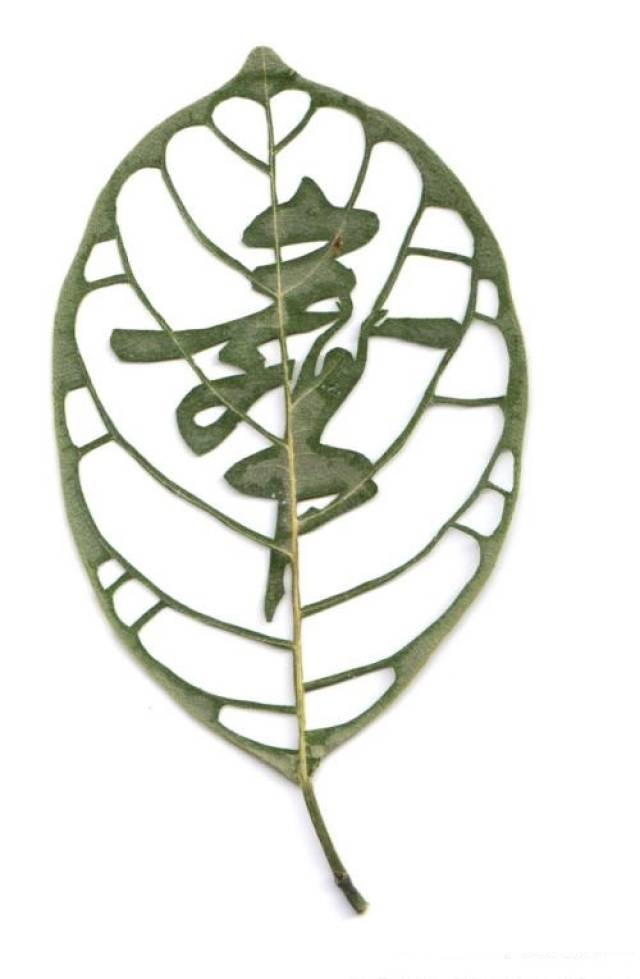 难得一见的叶雕艺术作品巧夺天工精美绝伦令人回味无穷