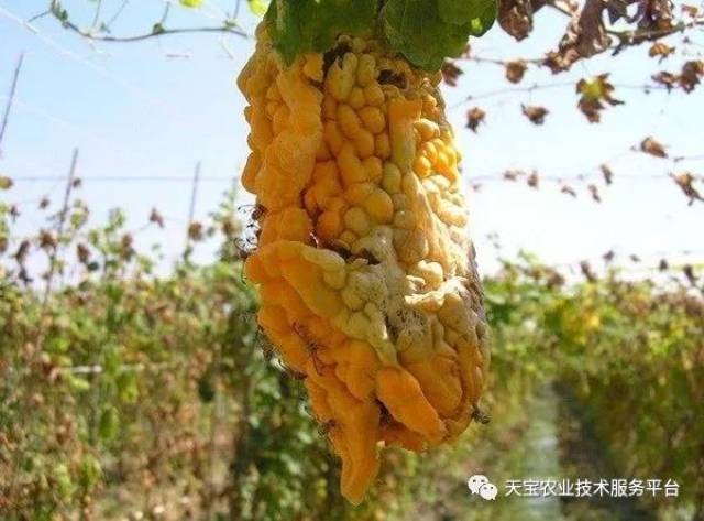 苦瓜常见病虫害图谱集合!