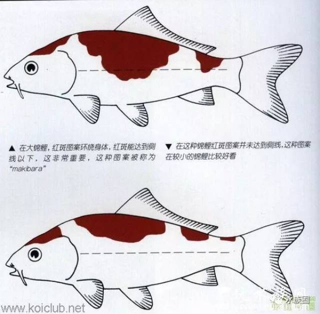 锦鲤好坏比较图图片