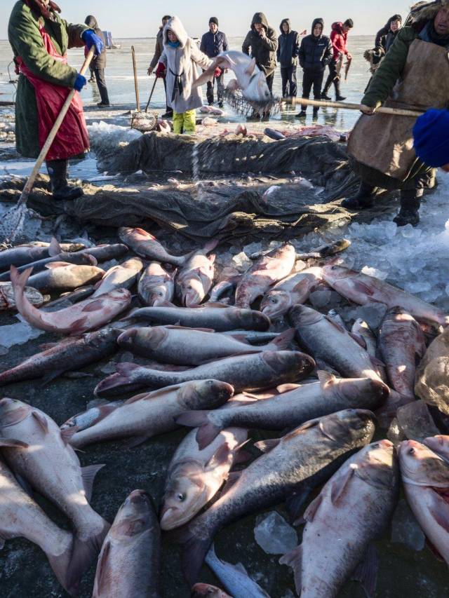 吉林省查爾幹湖冬季捕魚,體驗查爾幹湖神秘,神奇的面貌!