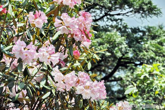 上饶市花:猴头杜鹃花