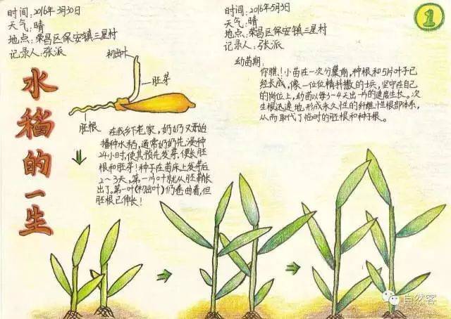水稻生长过程步骤图片
