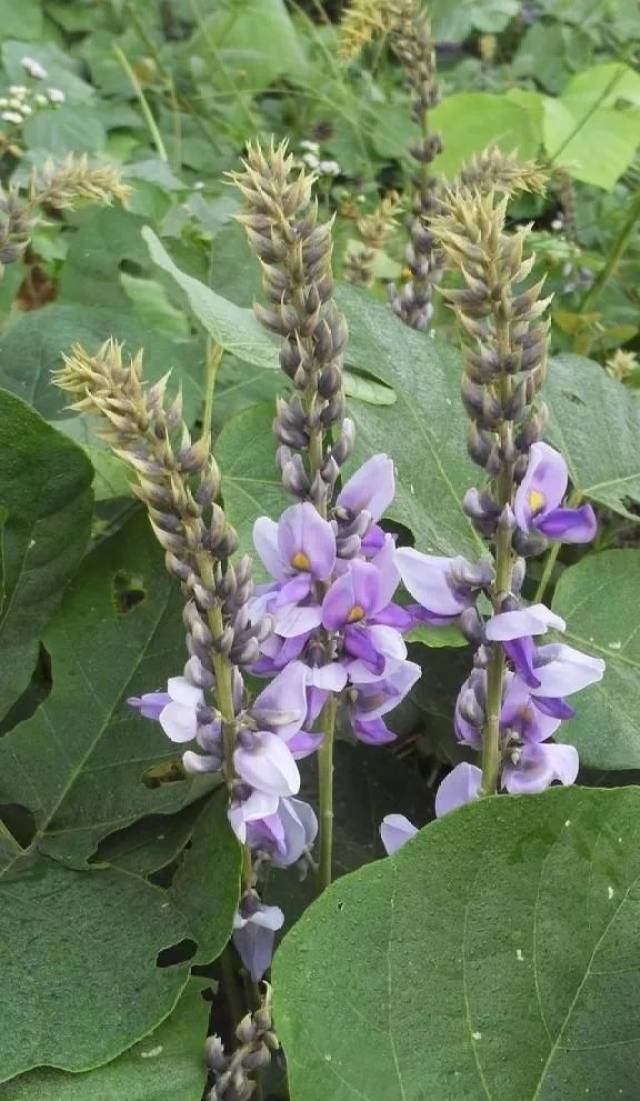 【你所不知道的植物秘密】野葛